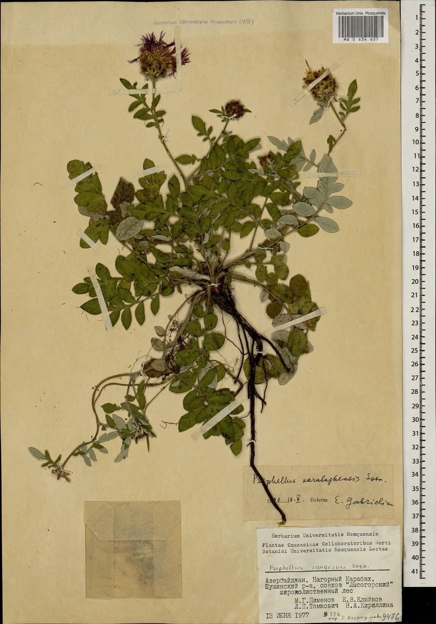 Psephellus karabaghensis Sosn., Caucasus, Azerbaijan (K6) (Azerbaijan)