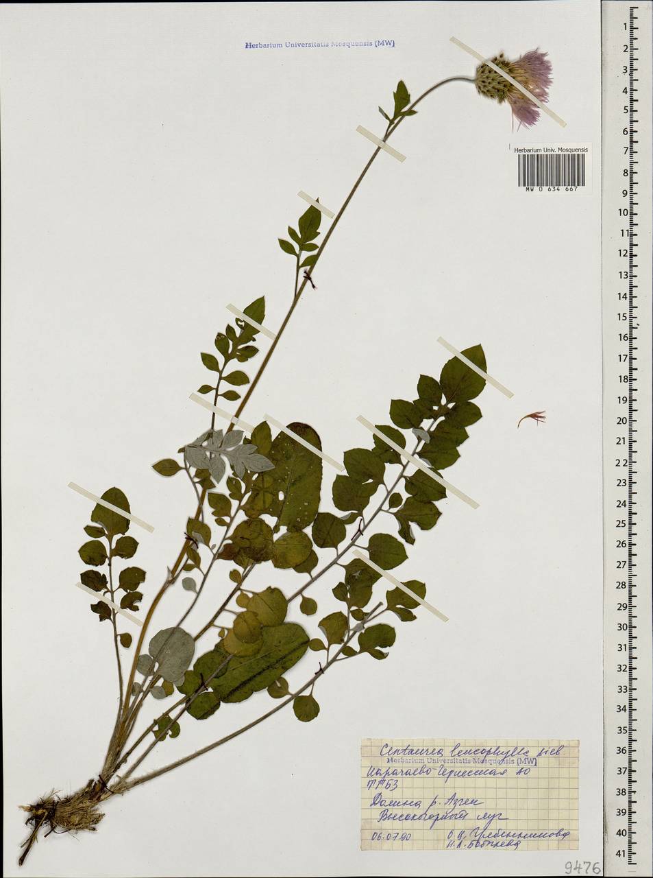 Psephellus leucophyllus (M. Bieb.) C. A. Mey., Caucasus, Stavropol Krai, Karachay-Cherkessia & Kabardino-Balkaria (K1b) (Russia)