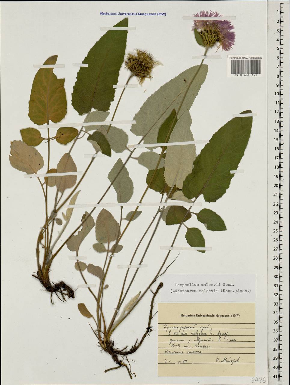 Psephellus maleevii Sosn., Caucasus, Krasnodar Krai & Adygea (K1a) (Russia)