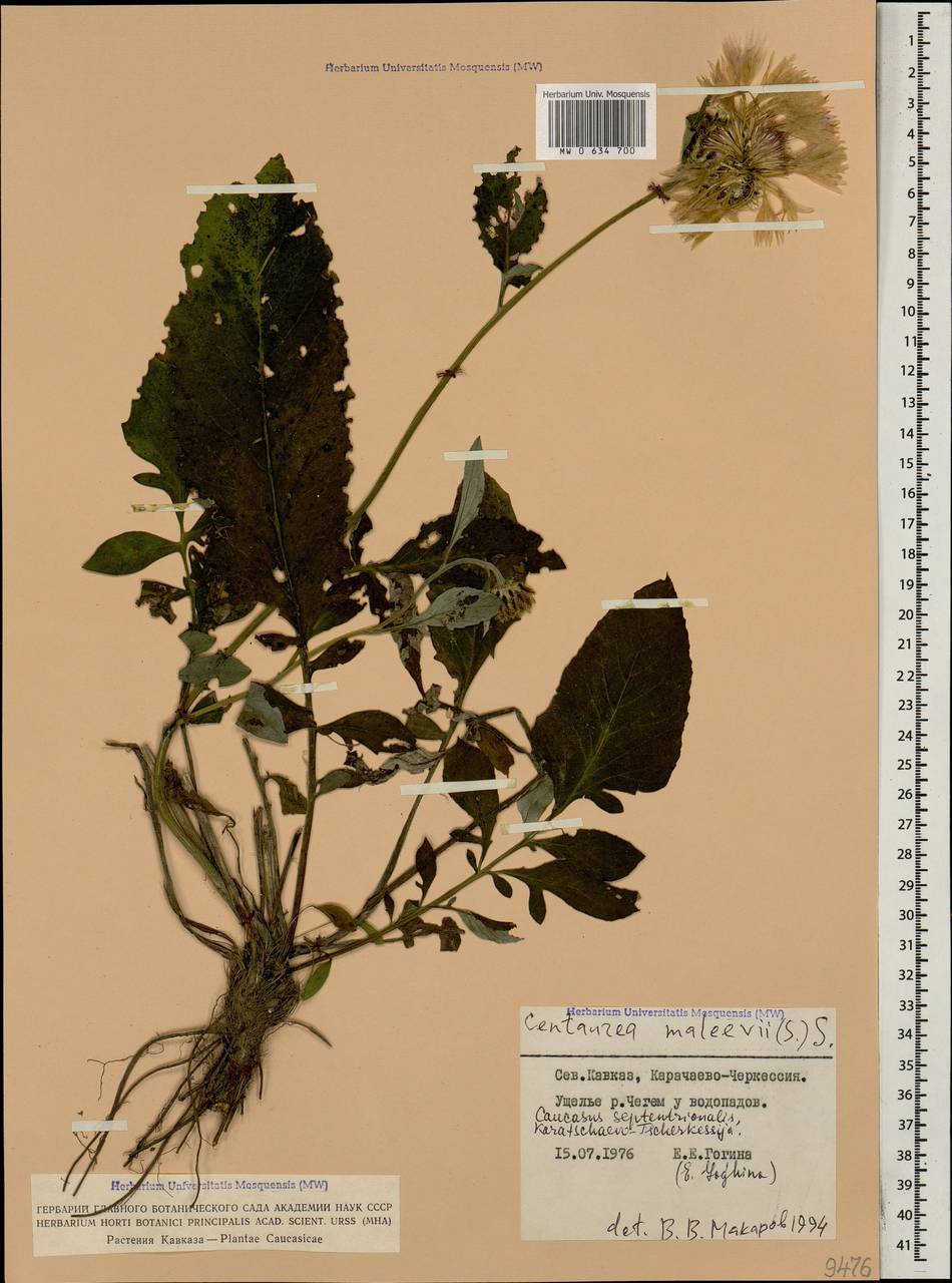 Psephellus maleevii Sosn., Caucasus, Stavropol Krai, Karachay-Cherkessia & Kabardino-Balkaria (K1b) (Russia)