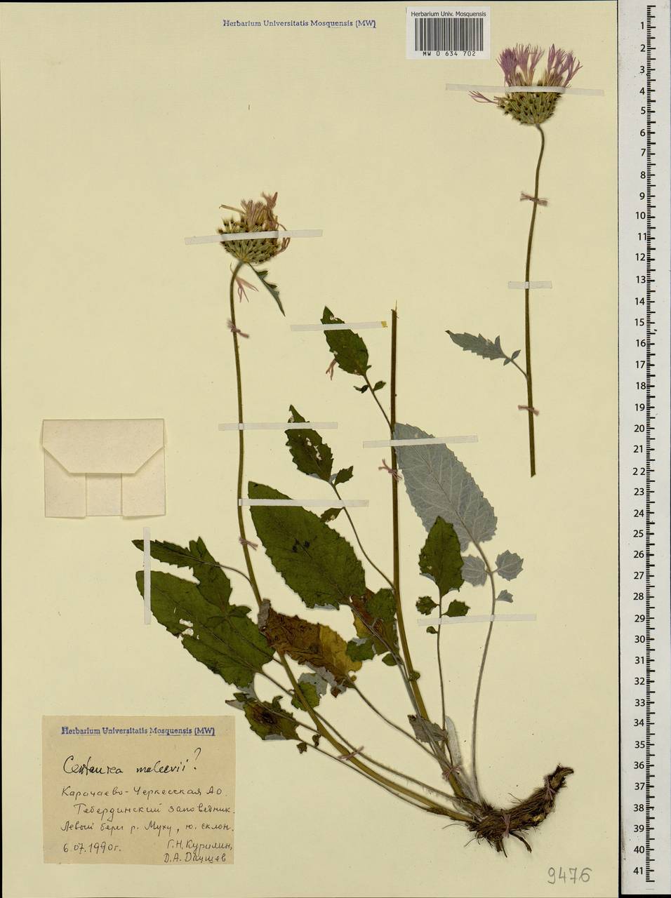 Psephellus maleevii Sosn., Caucasus, Stavropol Krai, Karachay-Cherkessia & Kabardino-Balkaria (K1b) (Russia)