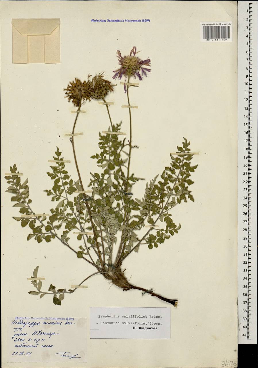 Psephellus salviifolius Boiss., Caucasus, Stavropol Krai, Karachay-Cherkessia & Kabardino-Balkaria (K1b) (Russia)
