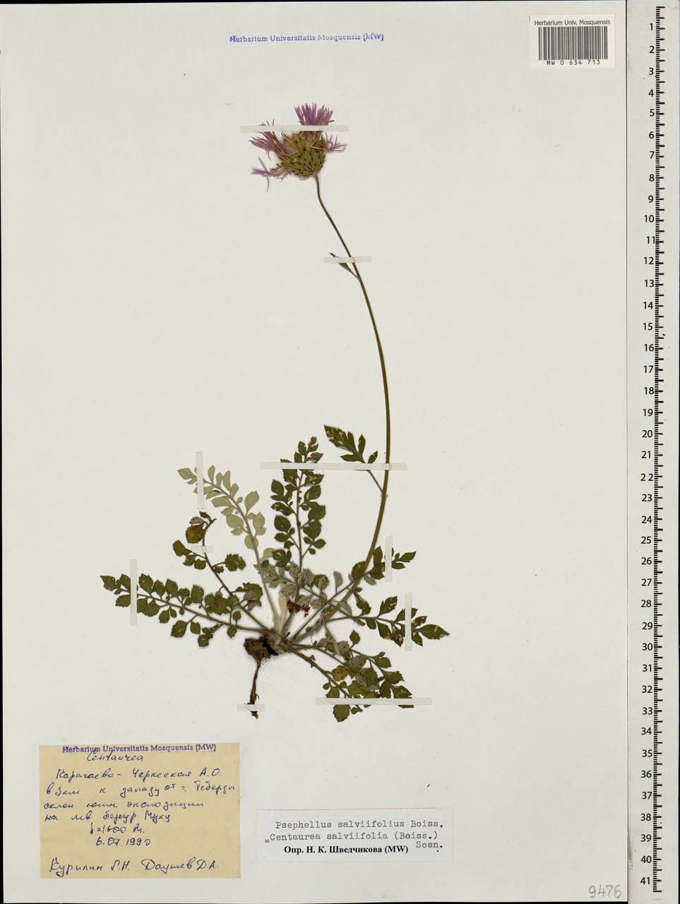 Psephellus salviifolius Boiss., Caucasus, Stavropol Krai, Karachay-Cherkessia & Kabardino-Balkaria (K1b) (Russia)