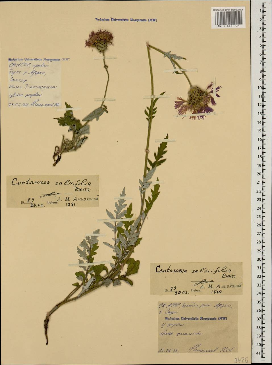 Psephellus salviifolius Boiss., Caucasus, North Ossetia, Ingushetia & Chechnya (K1c) (Russia)