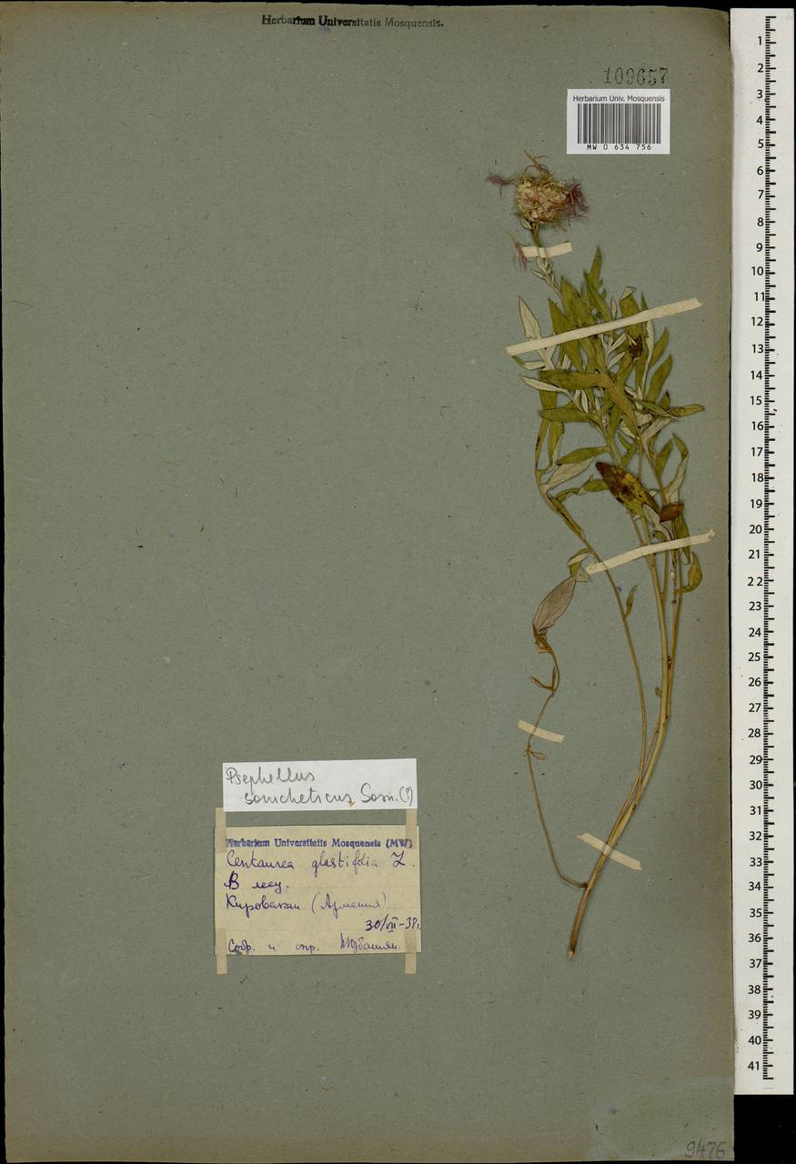 Psephellus somcheticus Sosn., Caucasus, Armenia (K5) (Armenia)