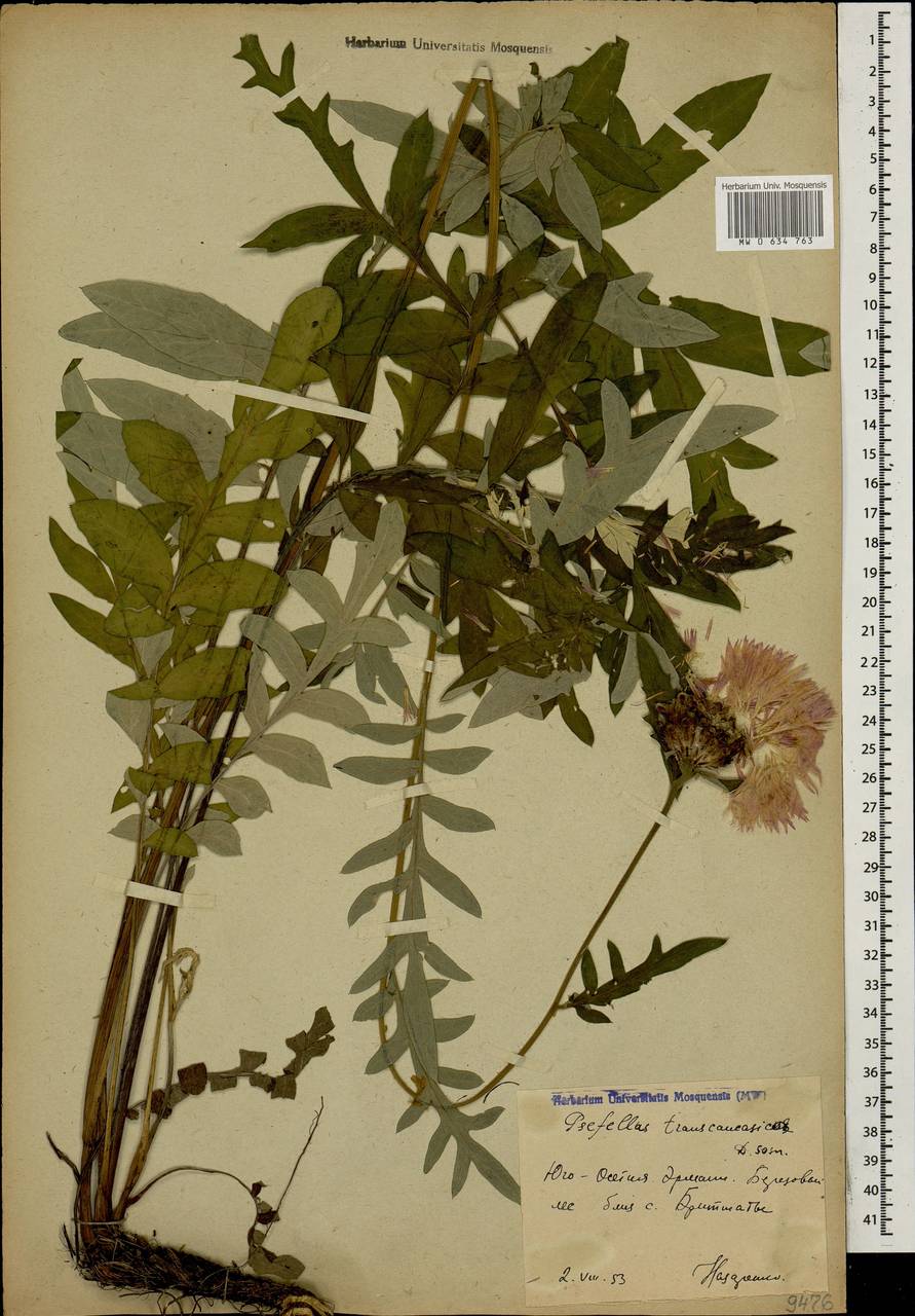 Psephellus transcaucasicus Sosn., Caucasus, South Ossetia (K4b) (South Ossetia)