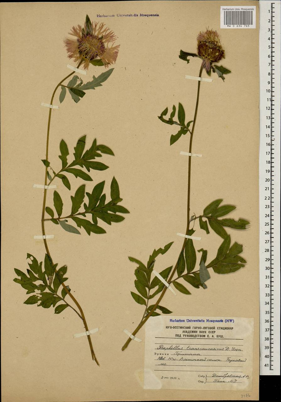 Psephellus transcaucasicus Sosn., Caucasus, South Ossetia (K4b) (South Ossetia)