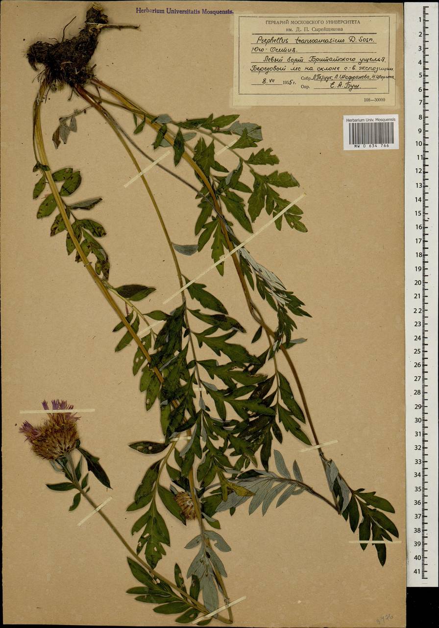 Psephellus transcaucasicus Sosn., Caucasus, South Ossetia (K4b) (South Ossetia)