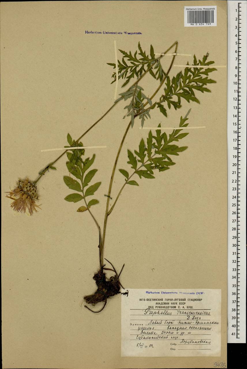 Psephellus transcaucasicus Sosn., Caucasus, South Ossetia (K4b) (South Ossetia)