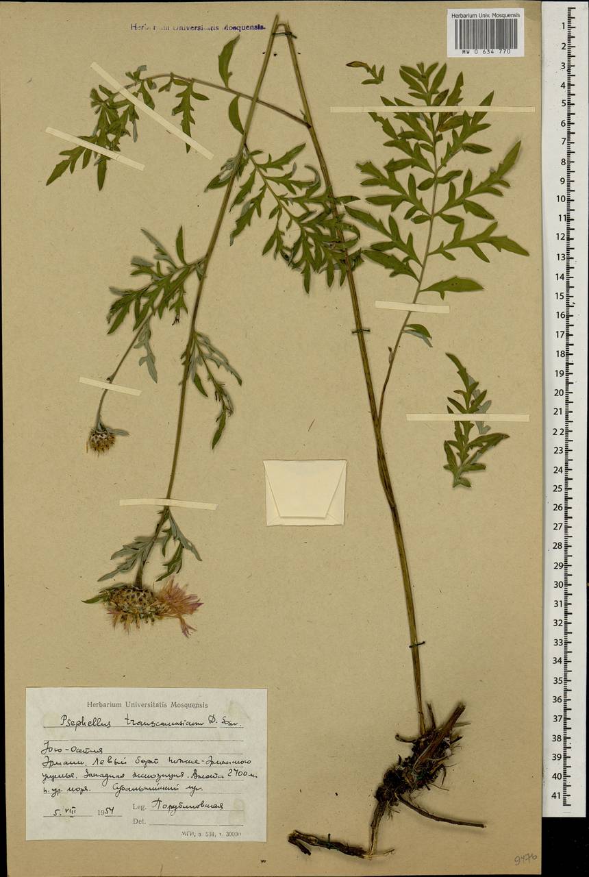 Psephellus transcaucasicus Sosn., Caucasus, South Ossetia (K4b) (South Ossetia)