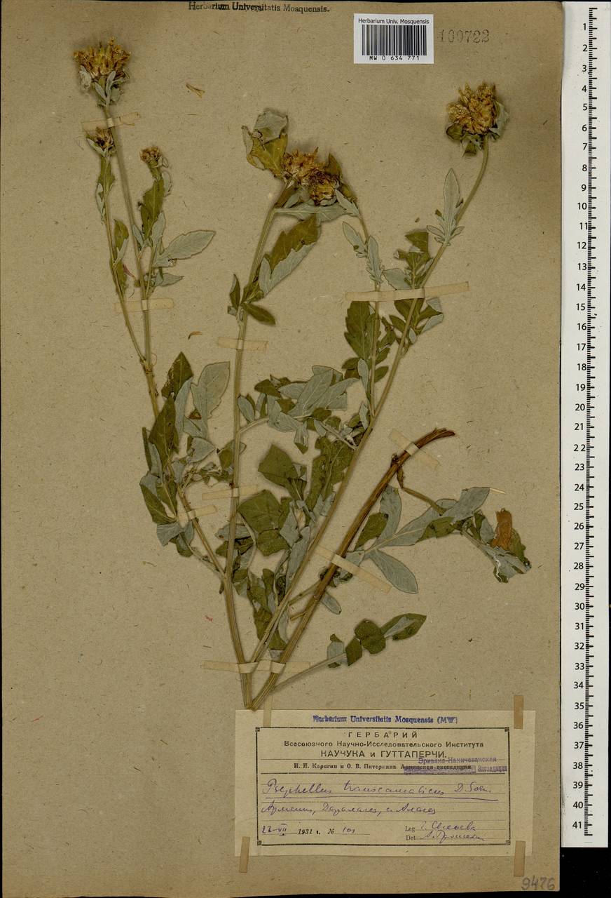 Psephellus transcaucasicus Sosn., Caucasus, Armenia (K5) (Armenia)