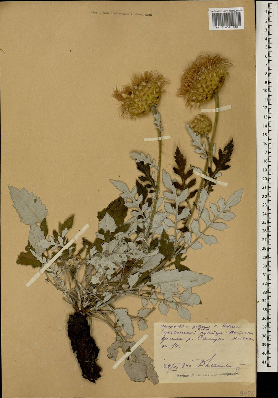 Rhaponticum pulchrum Fisch. & C. A. Mey., Caucasus, Dagestan (K2) (Russia)