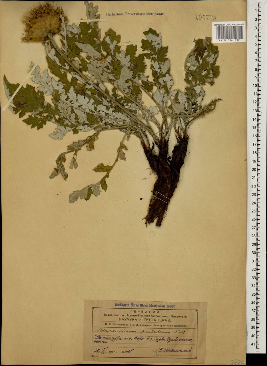 Rhaponticum pulchrum Fisch. & C. A. Mey., Caucasus, Azerbaijan (K6) (Azerbaijan)