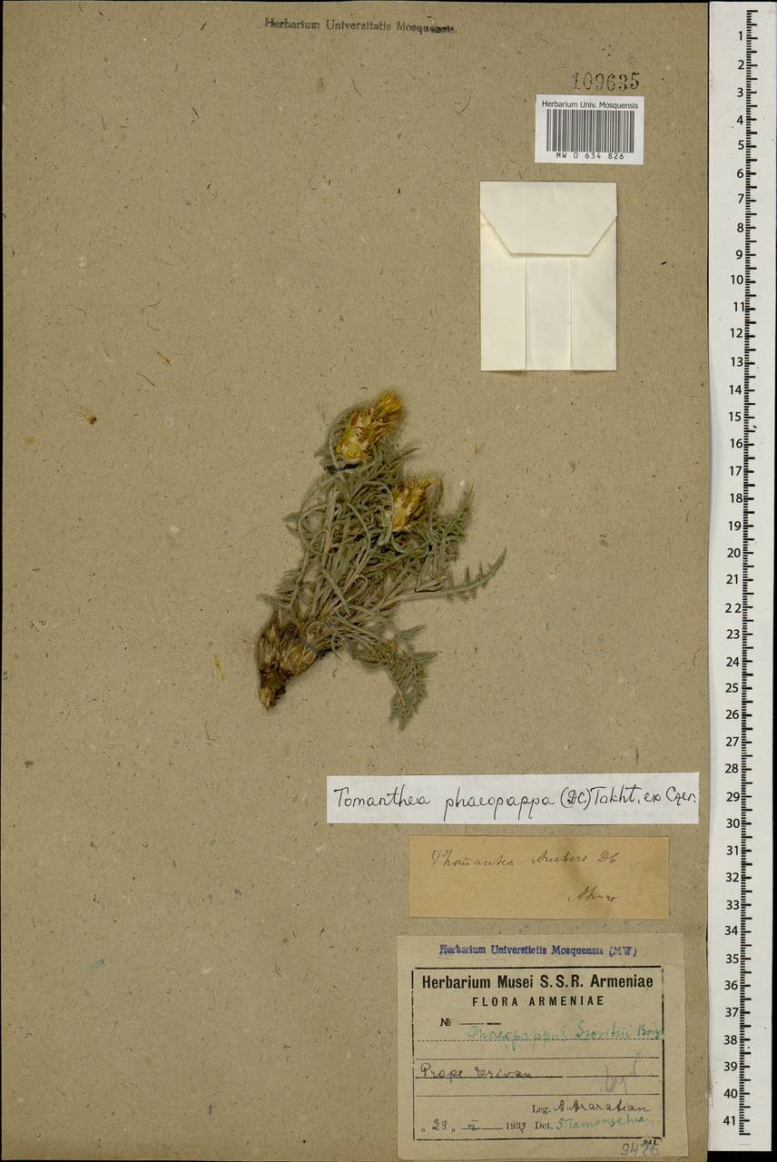 Tomanthea phaeopappa, Caucasus, Armenia (K5) (Armenia)