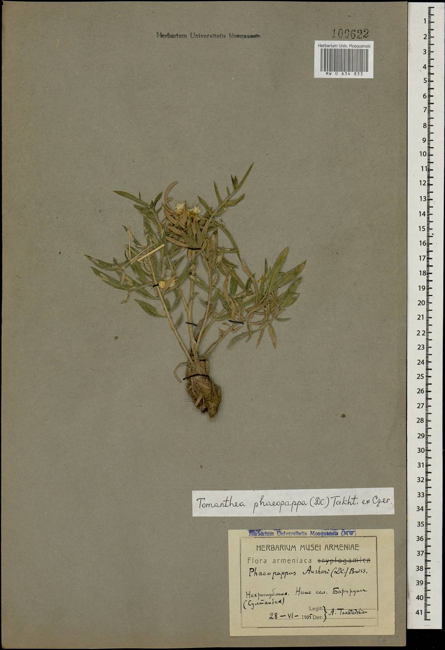 Tomanthea phaeopappa, Caucasus, Azerbaijan (K6) (Azerbaijan)