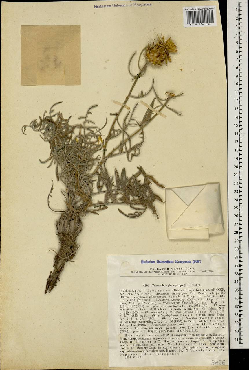 Tomanthea phaeopappa, Caucasus, Azerbaijan (K6) (Azerbaijan)