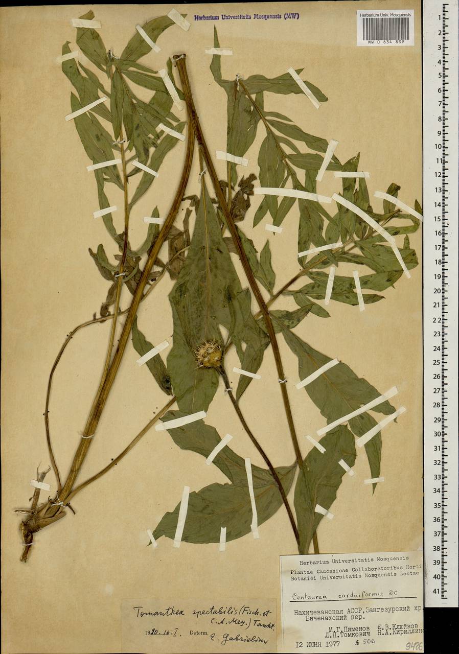 Centaurea spectabilis (Fisch. & C. A. Mey.) Sch. Bip., Caucasus, Azerbaijan (K6) (Azerbaijan)