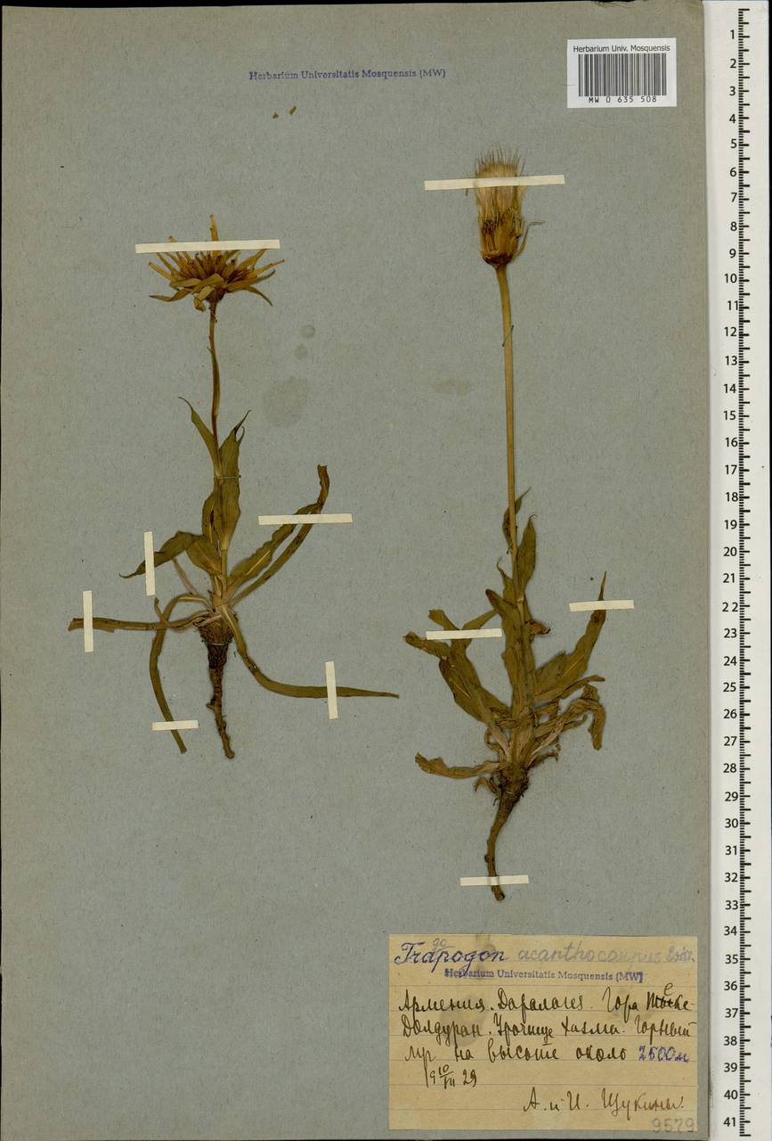 Tragopogon acanthocarpus Boiss., Caucasus, Armenia (K5) (Armenia)
