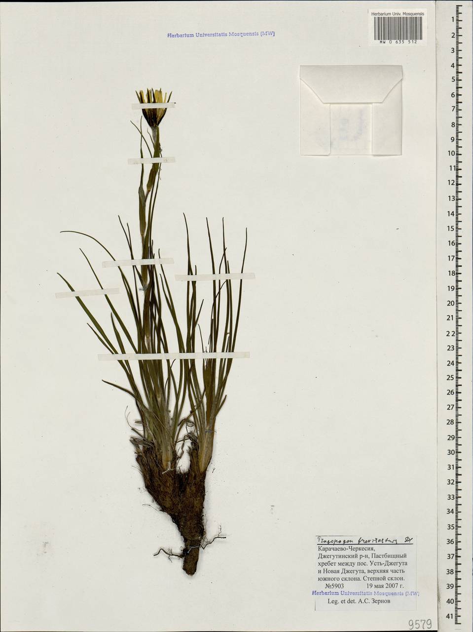 Tragopogon brevirostris DC., Caucasus, Stavropol Krai, Karachay-Cherkessia & Kabardino-Balkaria (K1b) (Russia)