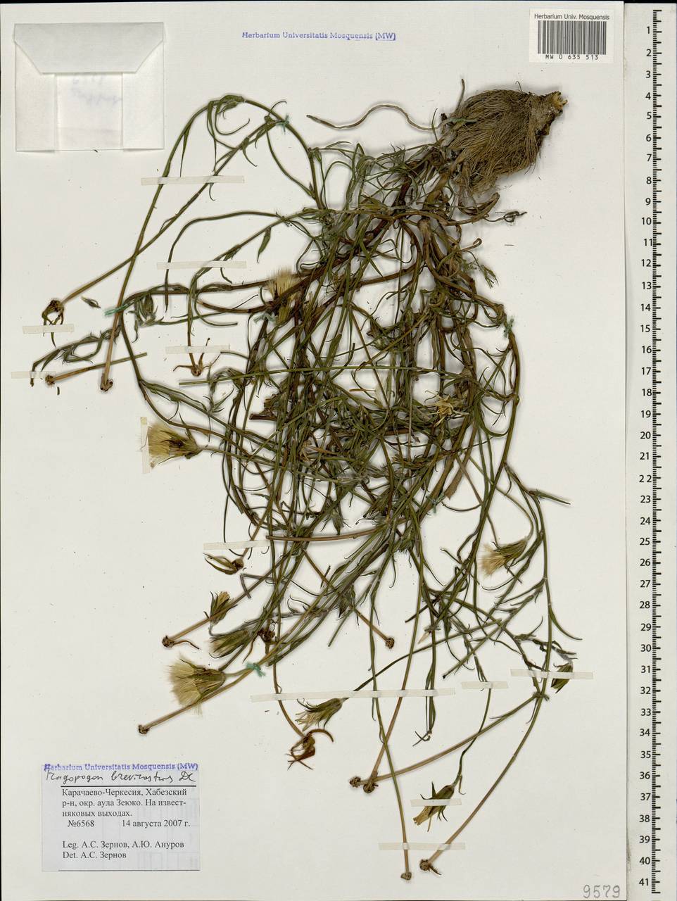 Tragopogon brevirostris DC., Caucasus, Stavropol Krai, Karachay-Cherkessia & Kabardino-Balkaria (K1b) (Russia)