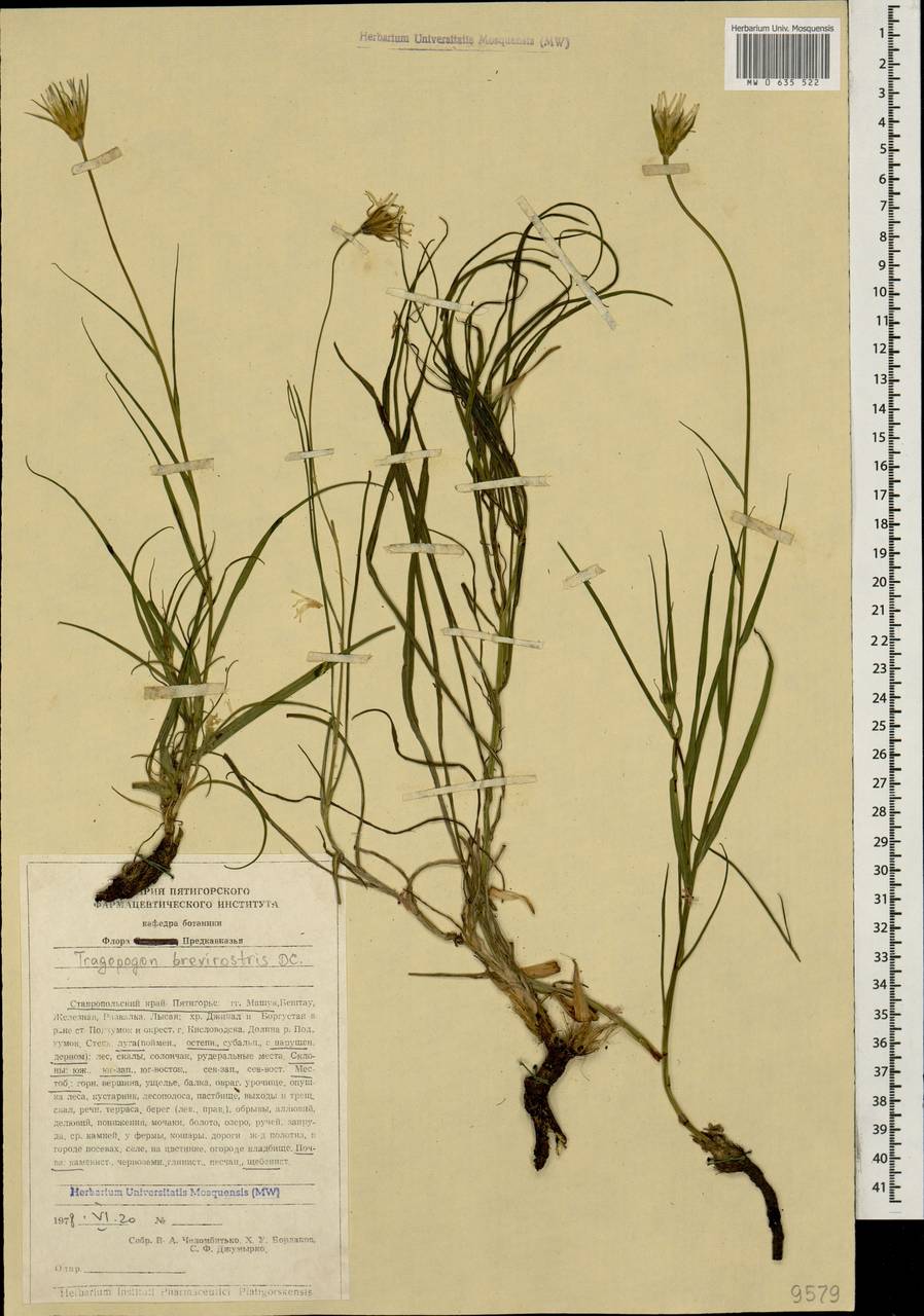 Tragopogon brevirostris DC., Caucasus, Stavropol Krai, Karachay-Cherkessia & Kabardino-Balkaria (K1b) (Russia)