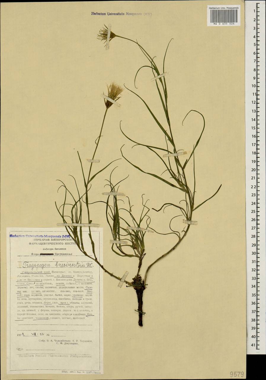 Tragopogon brevirostris DC., Caucasus, Stavropol Krai, Karachay-Cherkessia & Kabardino-Balkaria (K1b) (Russia)