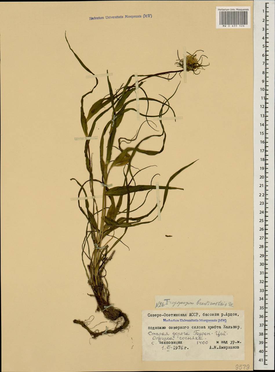 Tragopogon brevirostris DC., Caucasus, North Ossetia, Ingushetia & Chechnya (K1c) (Russia)