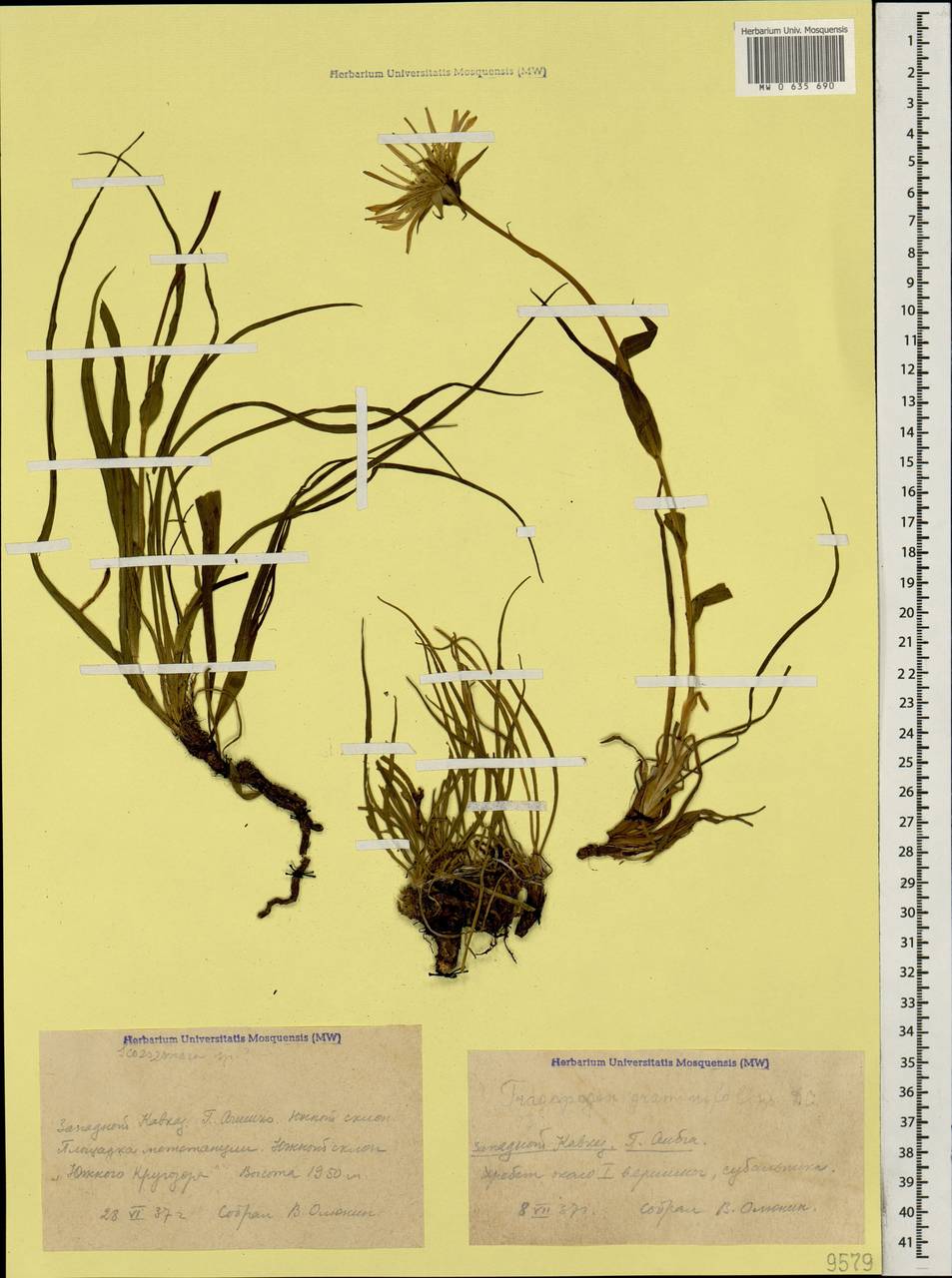 Tragopogon graminifolius DC., Caucasus, Krasnodar Krai & Adygea (K1a) (Russia)