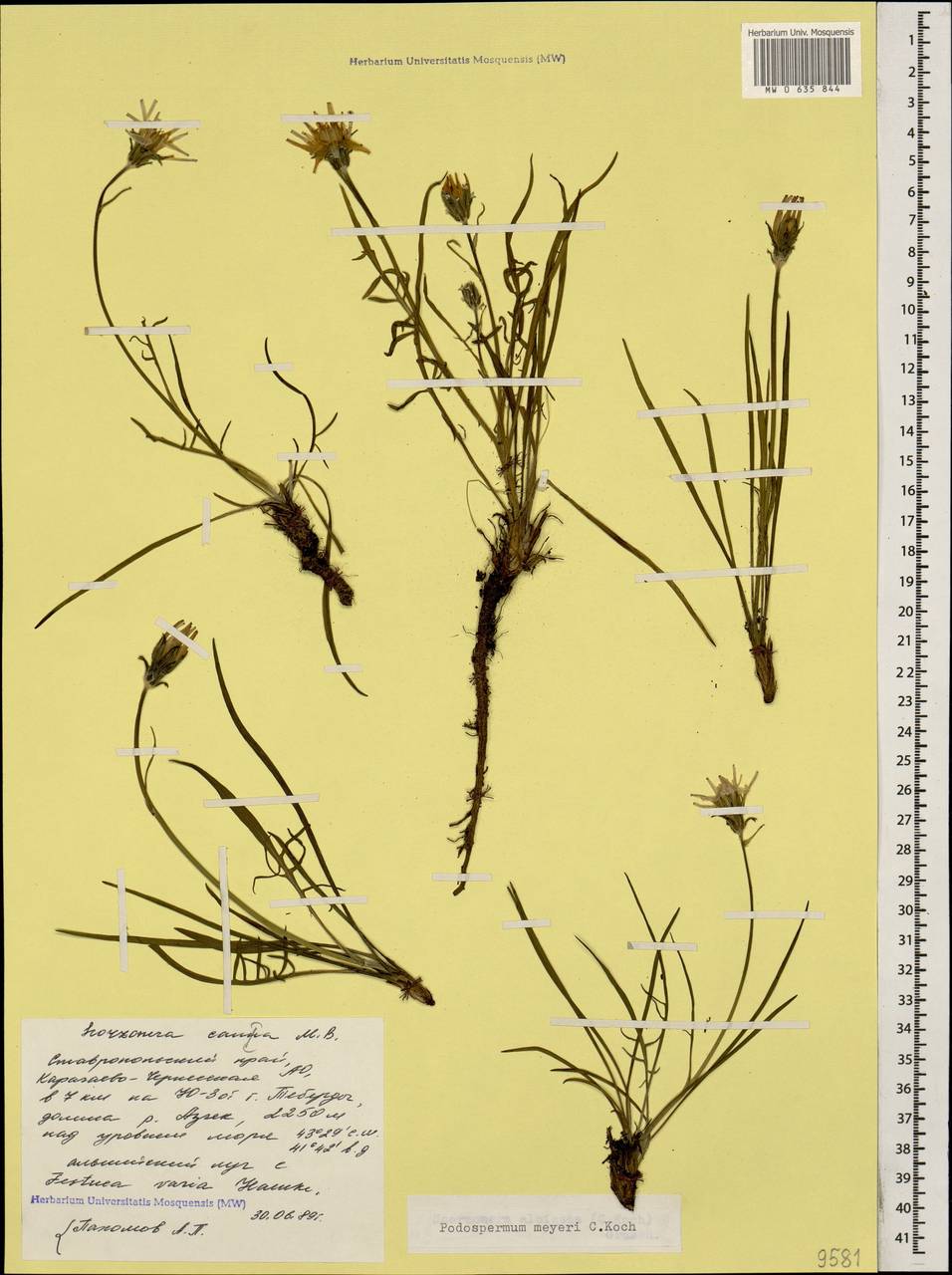 Scorzonera meyeri (K. Koch) Lipsch., Caucasus, Stavropol Krai, Karachay-Cherkessia & Kabardino-Balkaria (K1b) (Russia)