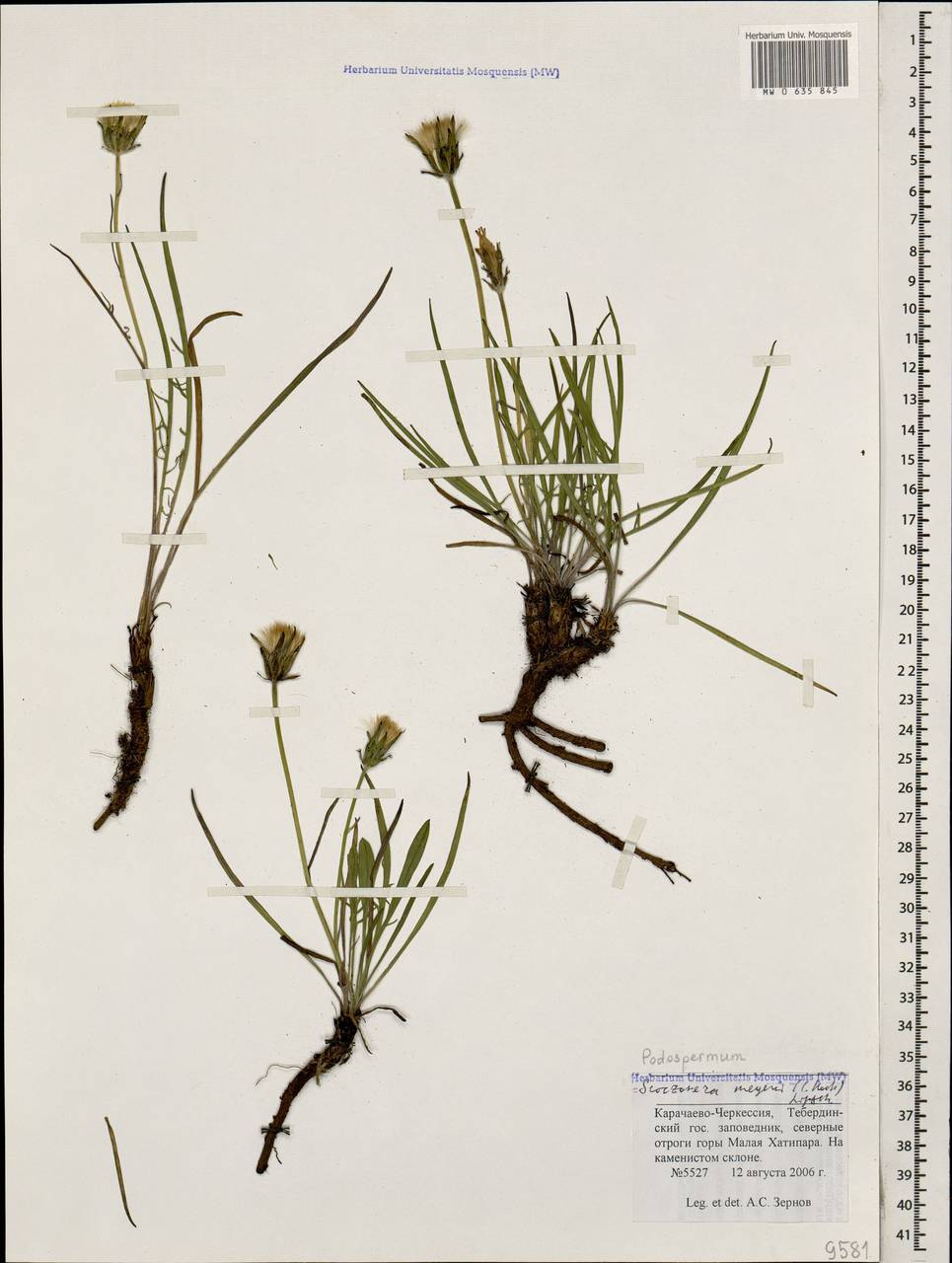 Scorzonera meyeri (K. Koch) Lipsch., Caucasus, Stavropol Krai, Karachay-Cherkessia & Kabardino-Balkaria (K1b) (Russia)