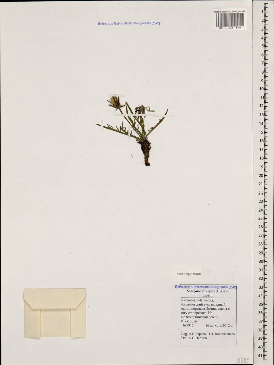 Scorzonera meyeri (K. Koch) Lipsch., Caucasus, Stavropol Krai, Karachay-Cherkessia & Kabardino-Balkaria (K1b) (Russia)