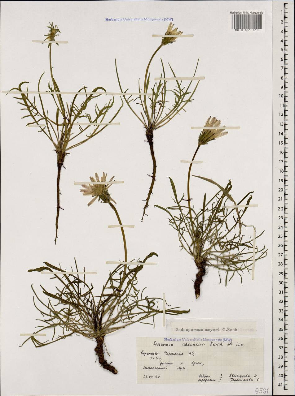 Scorzonera meyeri (K. Koch) Lipsch., Caucasus, Stavropol Krai, Karachay-Cherkessia & Kabardino-Balkaria (K1b) (Russia)