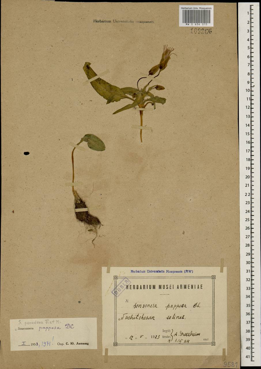 Scorzonera paradoxa Fisch. & C. A. Mey., Caucasus, Azerbaijan (K6) (Azerbaijan)