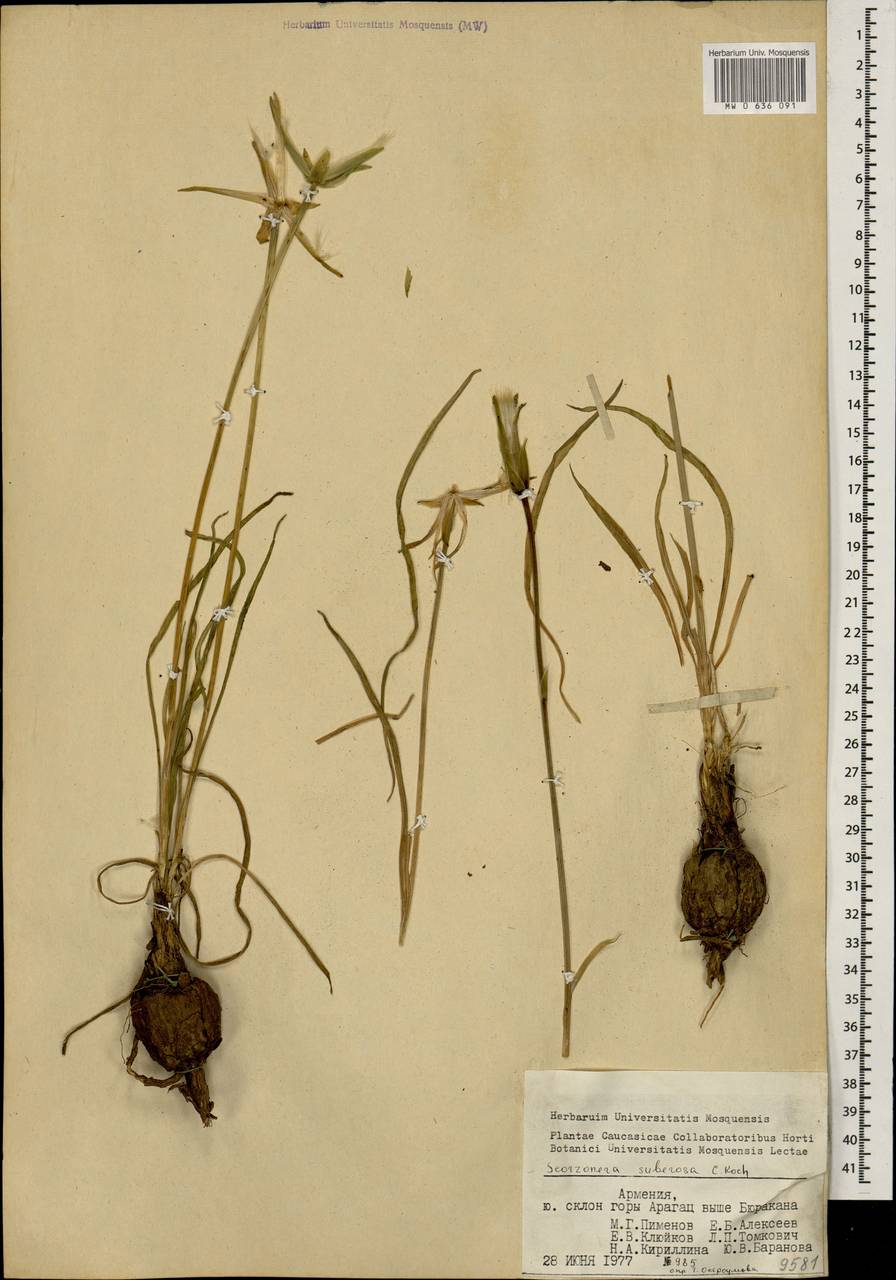 Lilacina suberosa (K. Koch) Yild., Caucasus, Armenia (K5) (Armenia)