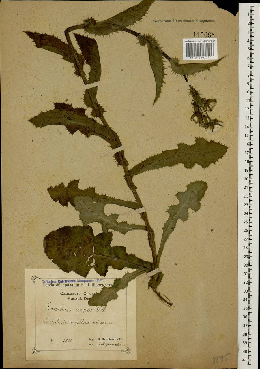 Sonchus asper (L.) Hill, Caucasus, Black Sea Shore (from Novorossiysk to Adler) (K3) (Russia)