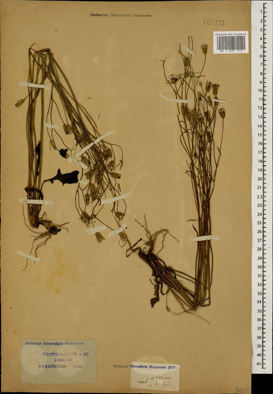 Crepis praemorsa subsp. caucasigena (L.) Menitsky, Caucasus, Krasnodar Krai & Adygea (K1a) (Russia)