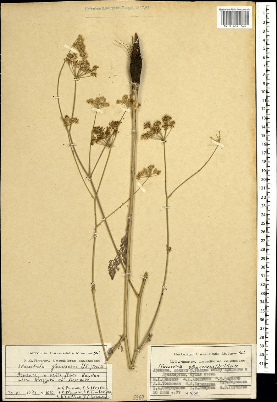 Scaligeria glaucescens (DC.) Boiss., Caucasus, Armenia (K5) (Armenia)