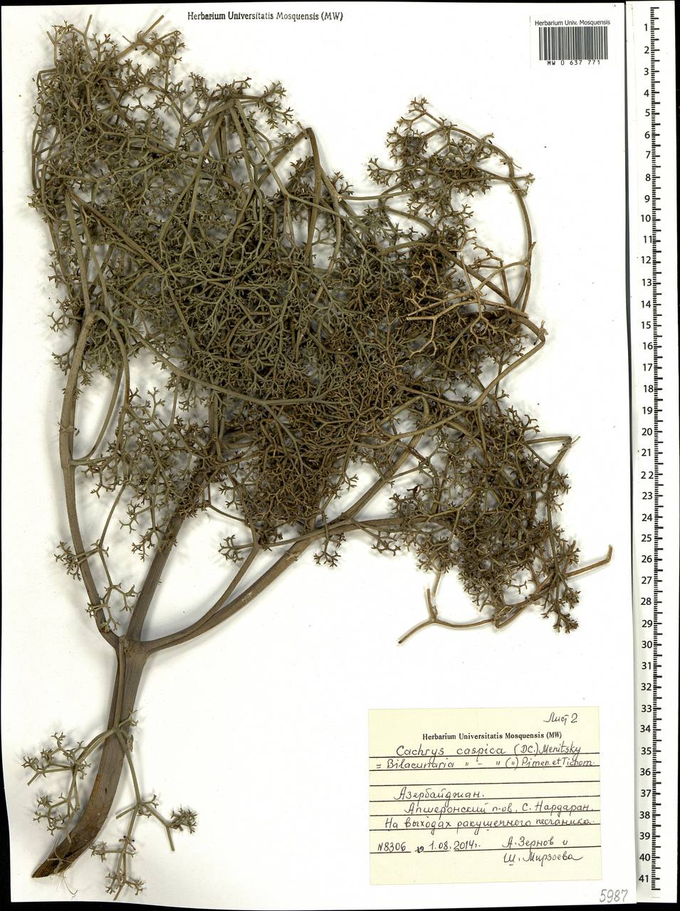 Bilacunaria caspica (DC.) Pimenov & V.N.Tikhom., Caucasus, Azerbaijan (K6) (Azerbaijan)