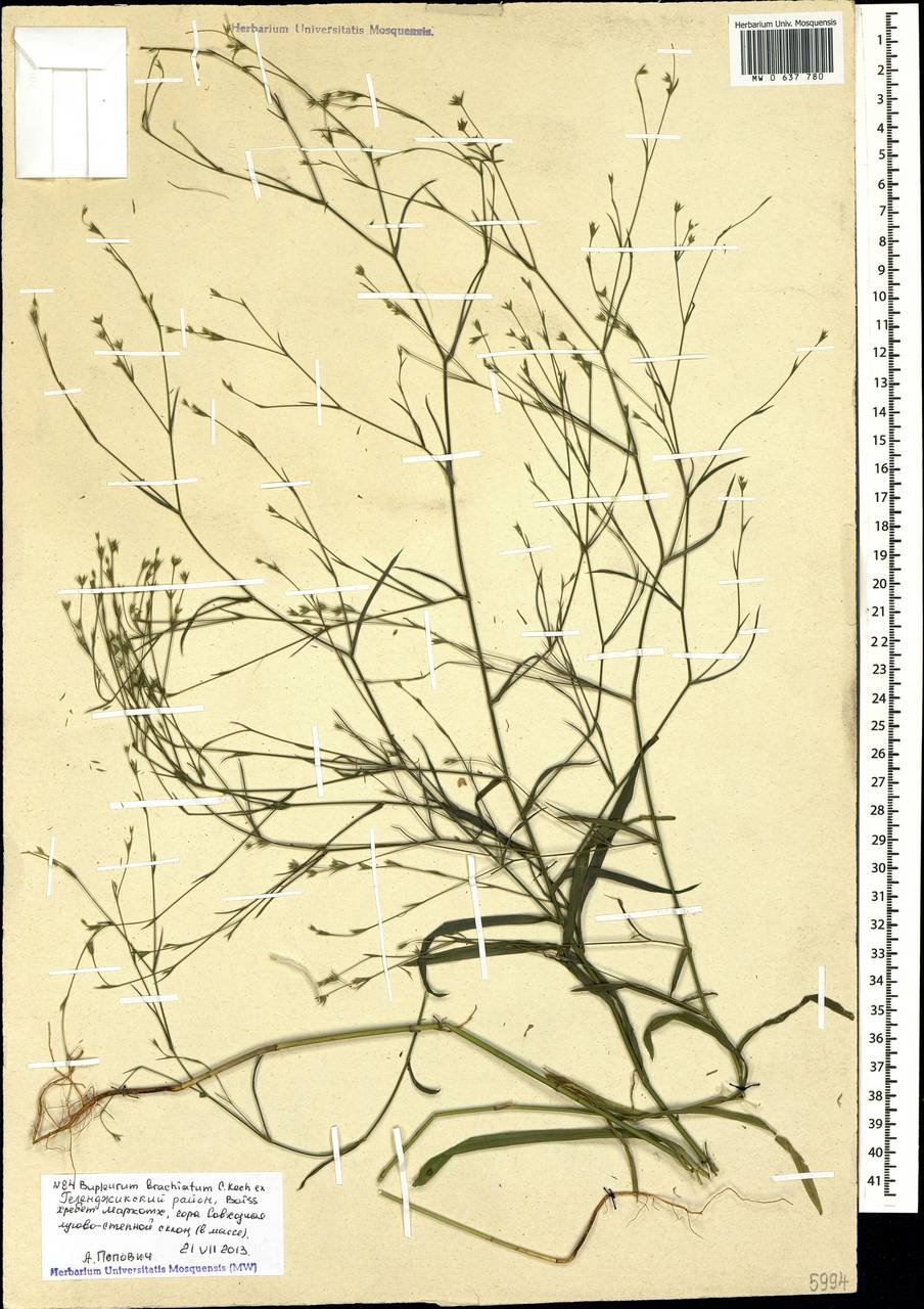 Bupleurum brachiatum K.Koch ex Boiss., Caucasus, Black Sea Shore (from Novorossiysk to Adler) (K3) (Russia)