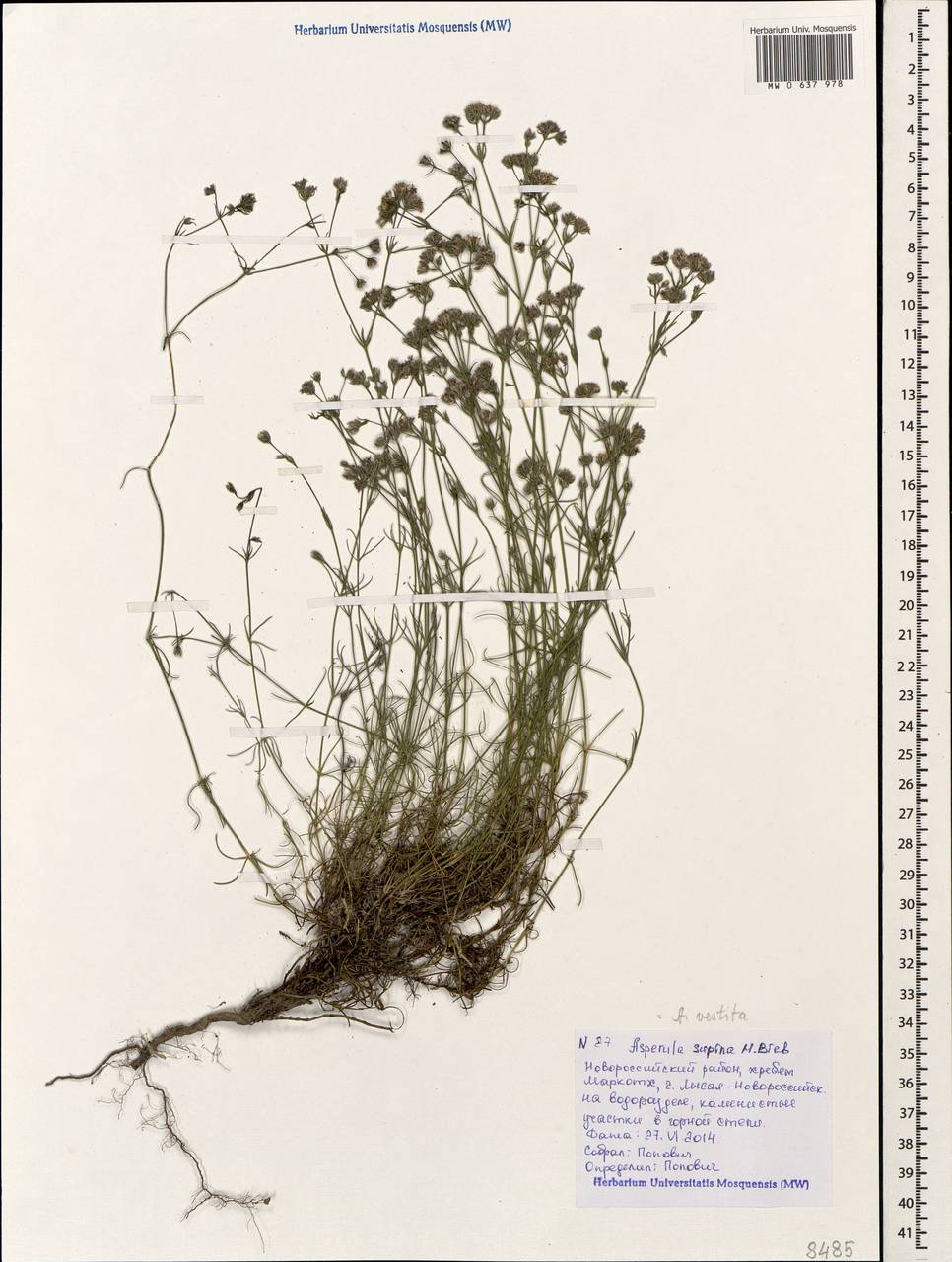 Cynanchica supina subsp. supina, Caucasus, Black Sea Shore (from Novorossiysk to Adler) (K3) (Russia)