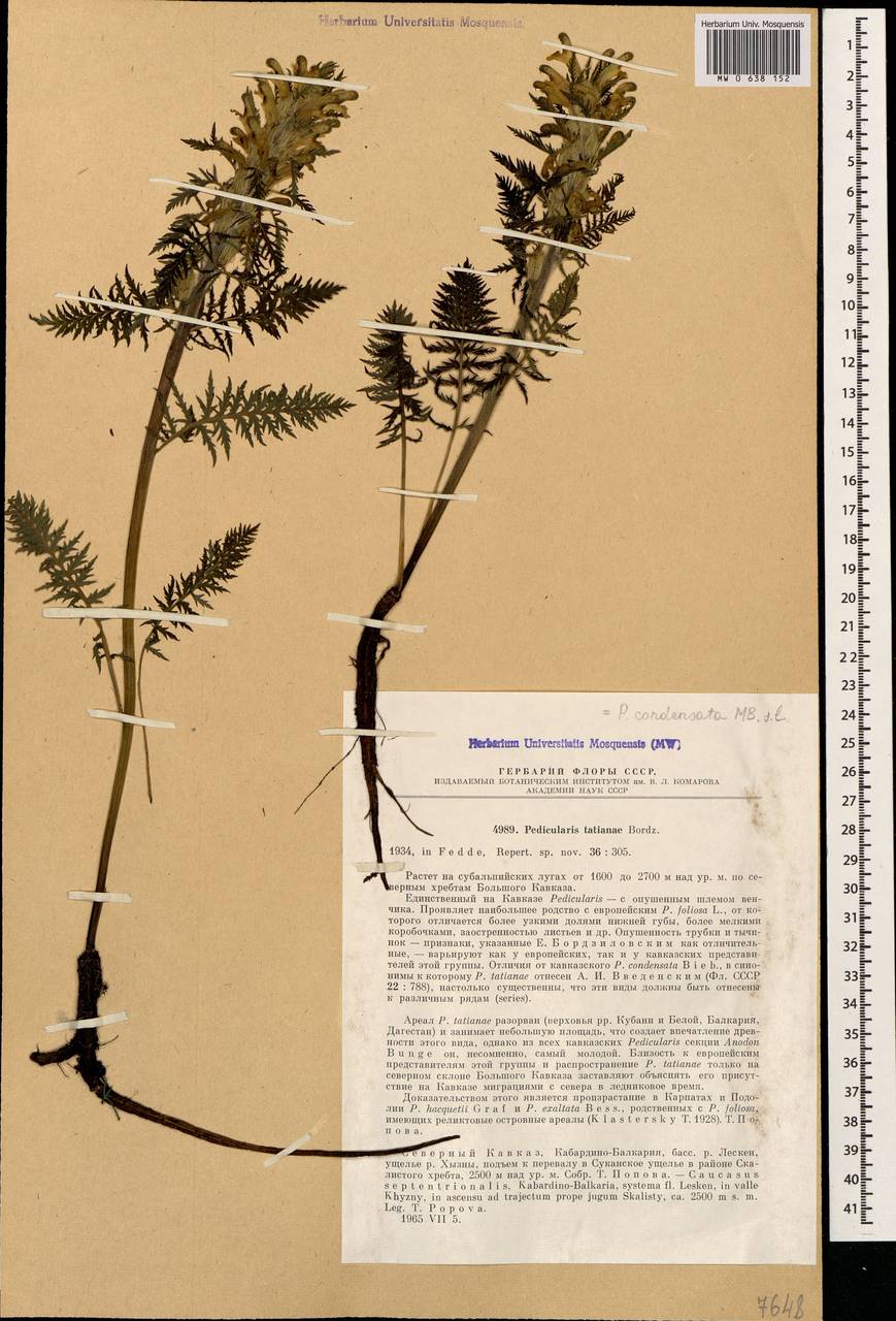 Pedicularis tatianae Bordz., Caucasus, Stavropol Krai, Karachay-Cherkessia & Kabardino-Balkaria (K1b) (Russia)