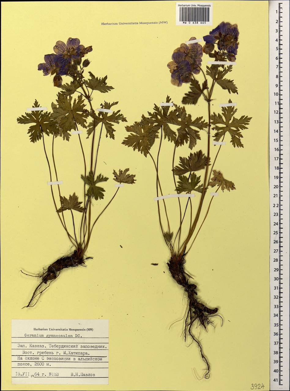 Geranium gymnocaulon DC., Caucasus, Stavropol Krai, Karachay-Cherkessia & Kabardino-Balkaria (K1b) (Russia)