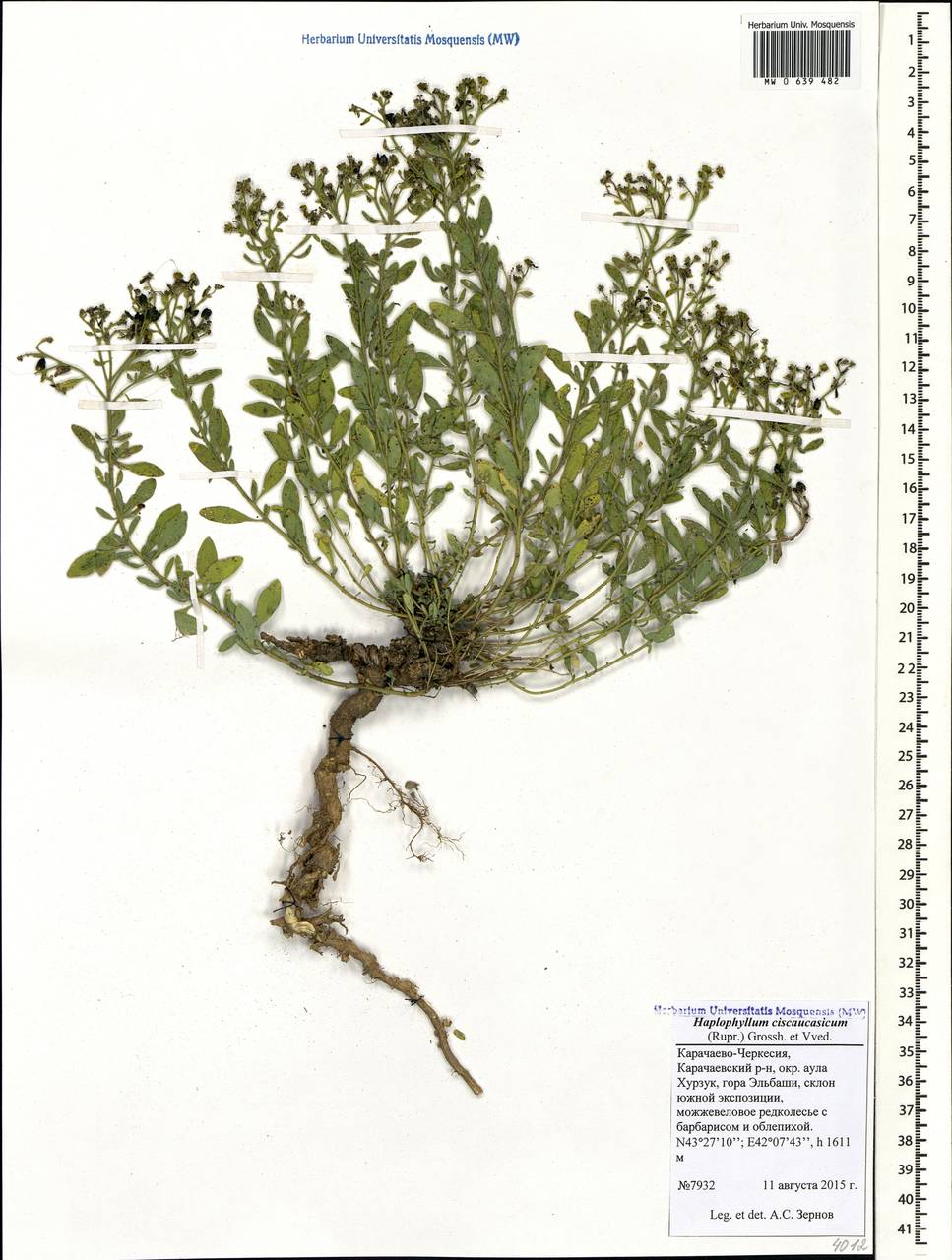 Haplophyllum ciscaucasicum (Rupr.) Grossh. & Vved., Caucasus, Stavropol Krai, Karachay-Cherkessia & Kabardino-Balkaria (K1b) (Russia)