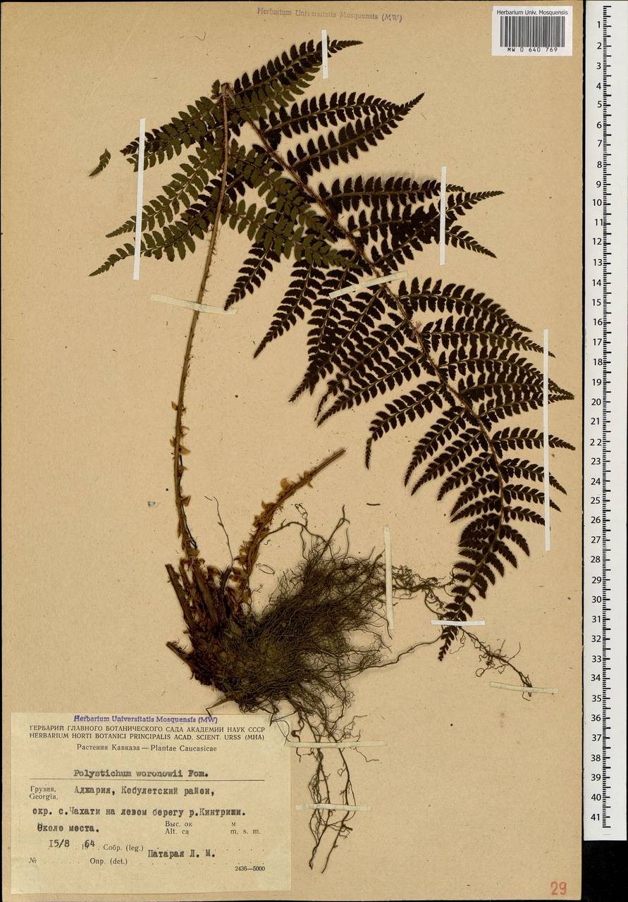 Polystichum woronowii Fomin, Caucasus, Georgia (K4) (Georgia)