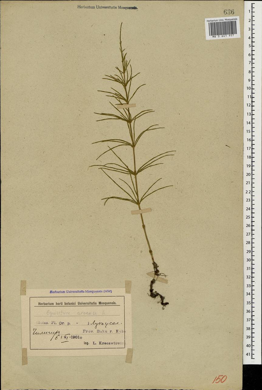 Equisetum arvense L., Caucasus, Azerbaijan (K6) (Azerbaijan)