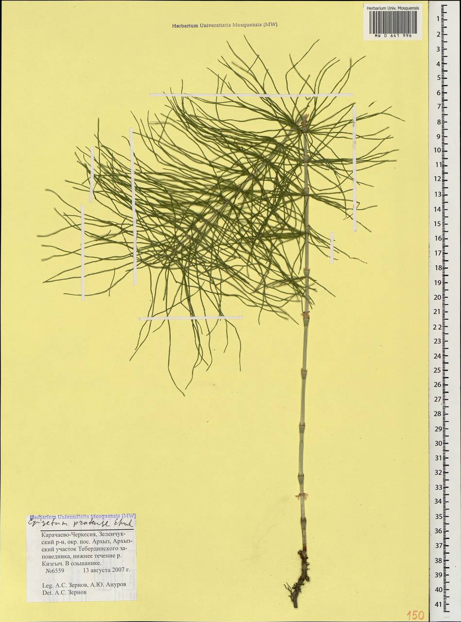 Equisetum pratense Ehrh., Caucasus, Stavropol Krai, Karachay-Cherkessia & Kabardino-Balkaria (K1b) (Russia)