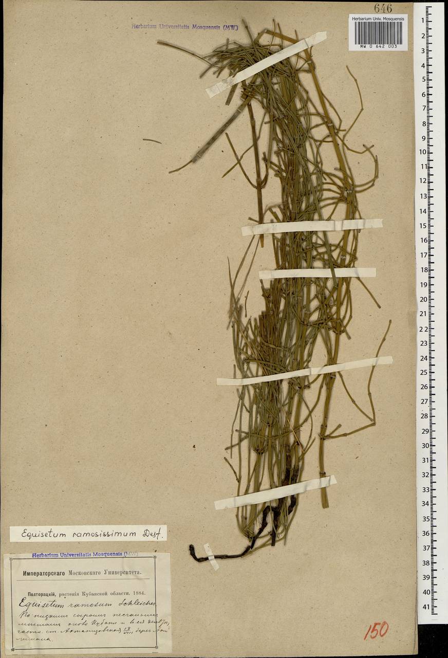 Equisetum ramosissimum Desf., Caucasus, Krasnodar Krai & Adygea (K1a) (Russia)