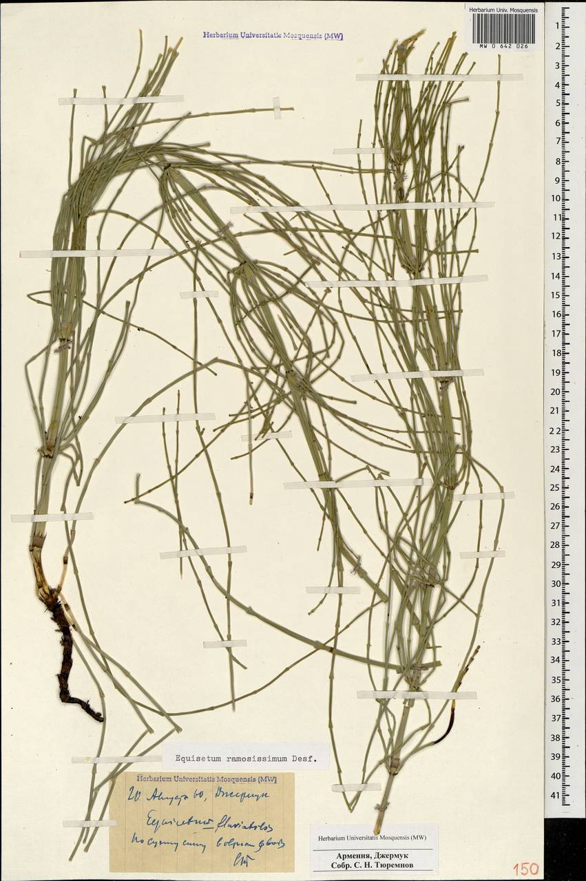 Equisetum ramosissimum Desf., Caucasus, Armenia (K5) (Armenia)