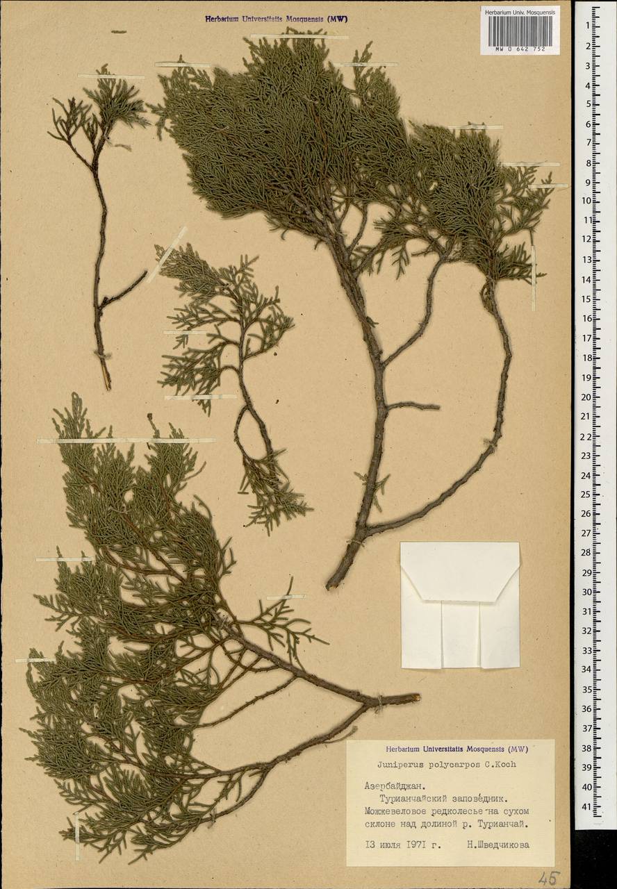 Juniperus excelsa subsp. polycarpos (K.Koch) Takht., Caucasus, Azerbaijan (K6) (Azerbaijan)