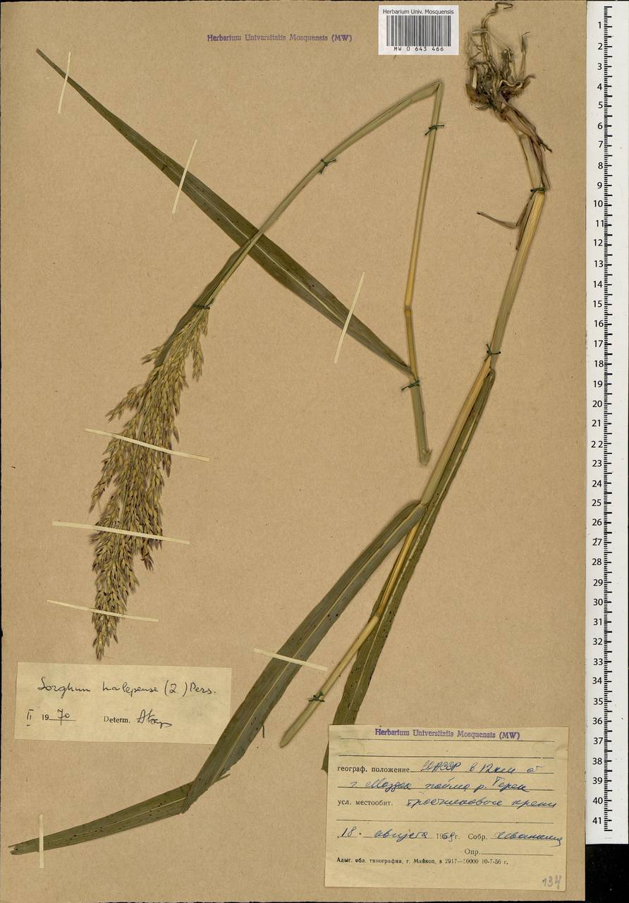 Sorghum halepense (L.) Pers., Caucasus, North Ossetia, Ingushetia & Chechnya (K1c) (Russia)